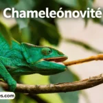 chameleónovité