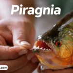 piragnia